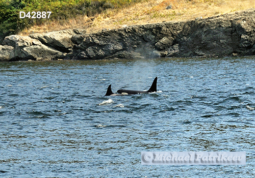 Killer Whale (Orcinus orca)